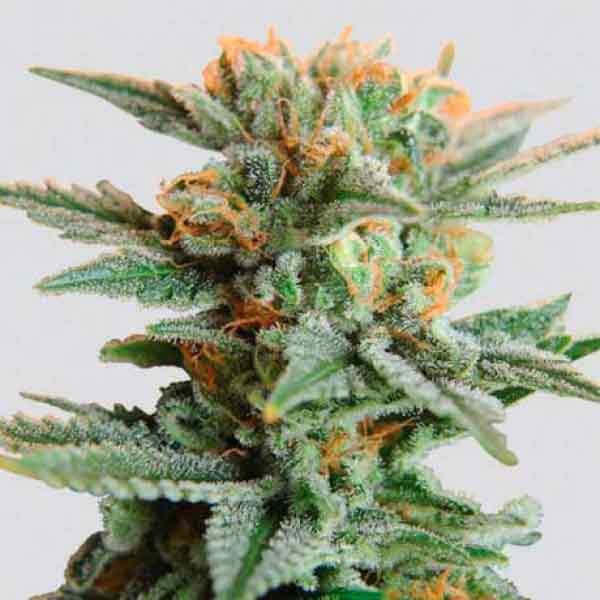 Blueberry Kush Regular