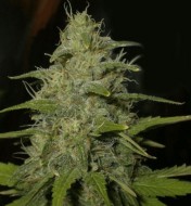 Lemon OG Haze Feminized
