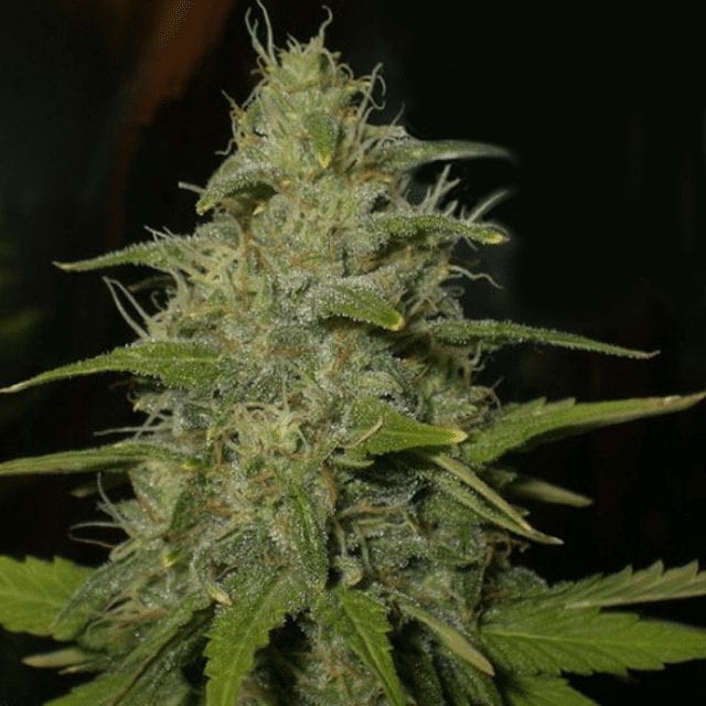 Lemon OG Haze Feminized
