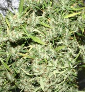 Neville's Haze Feminized