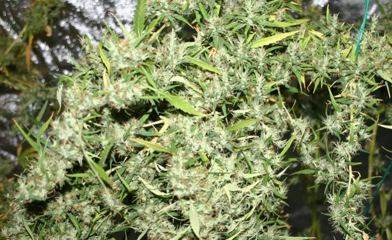Neville's Haze Feminized