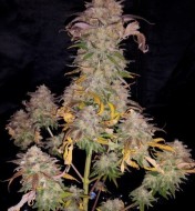 Super Critical (Bilbo) Fast Version