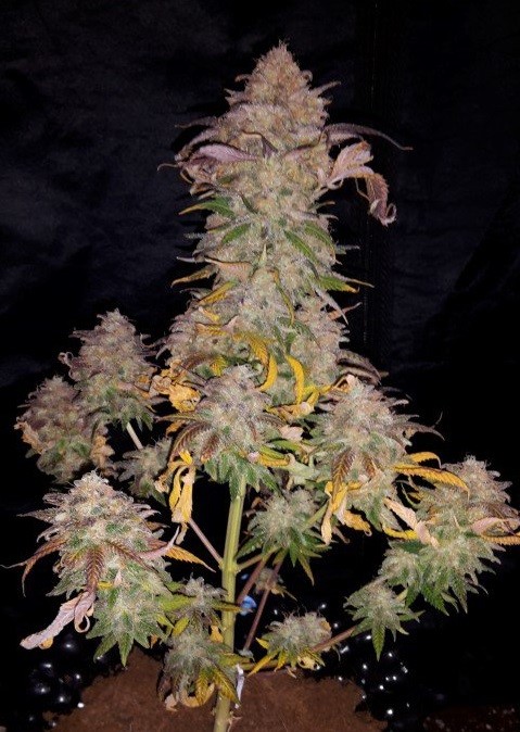Super Critical (Bilbo) Fast Version