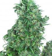 Think Different Autoflower