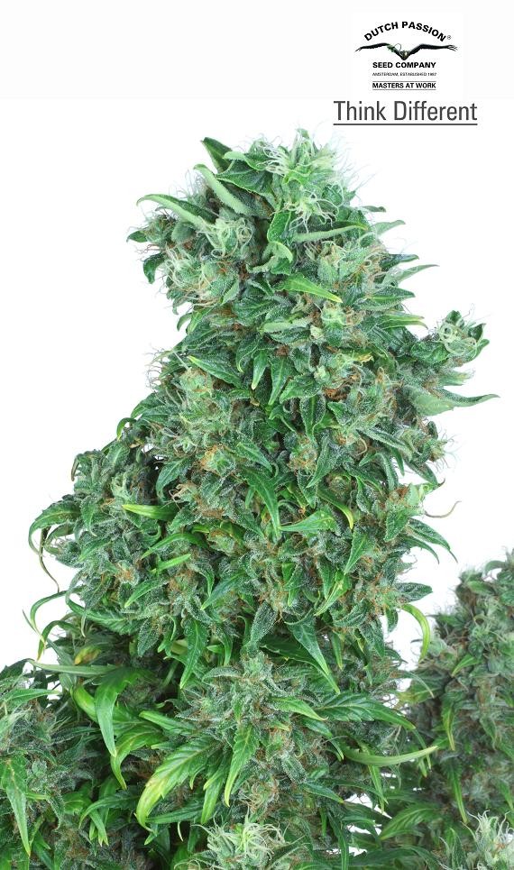 Think Different Autoflower