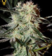 Strawberry Haze Feminized