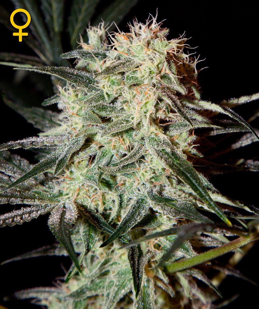 Strawberry Haze Feminized