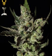 Exodus Cheese Feminized