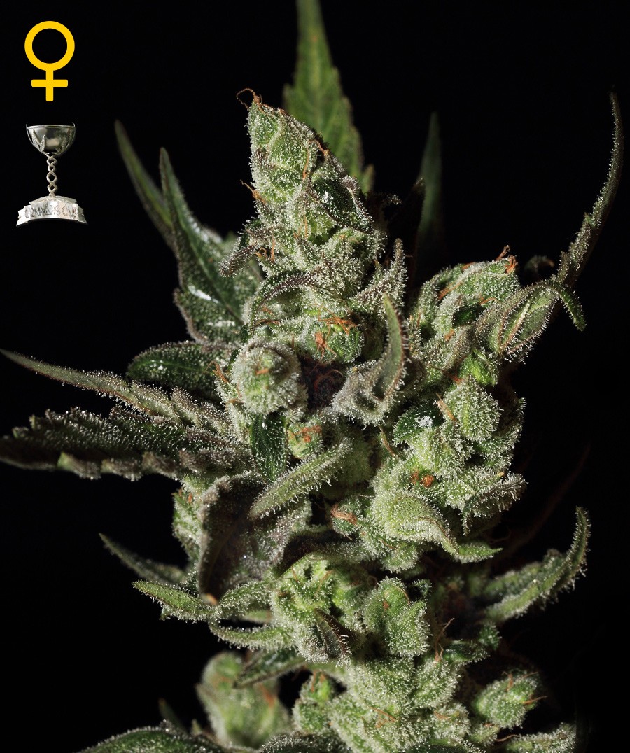 Exodus Cheese Feminized