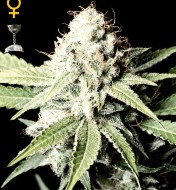 Great White Shark Feminized