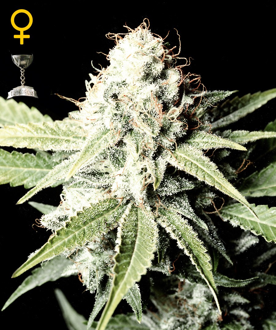 Great White Shark Feminized