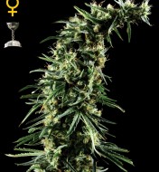 Hawaiian Snow Feminized
