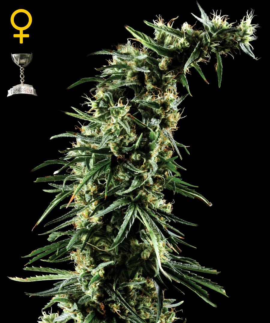 Hawaiian Snow Feminized