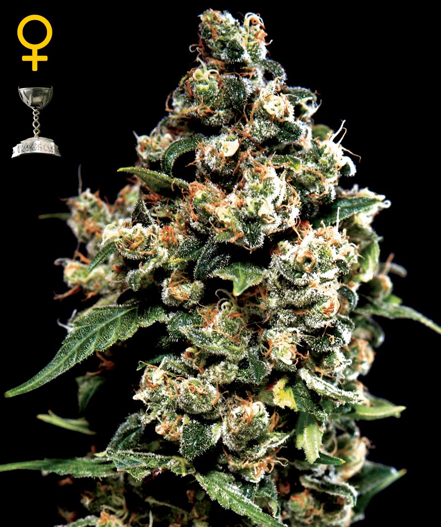 Jack Herer Regular