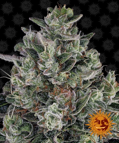Glookies Feminized