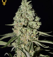 Super Critical Feminized