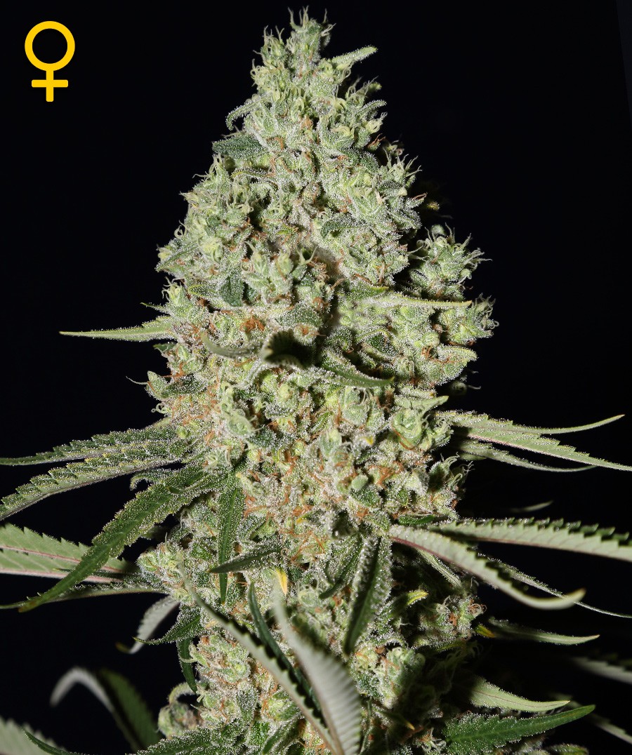 Super Critical Feminized