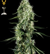 Super Silver Haze Feminized