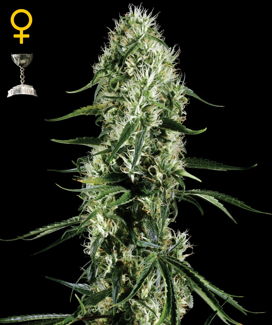 Super Silver Haze Feminized