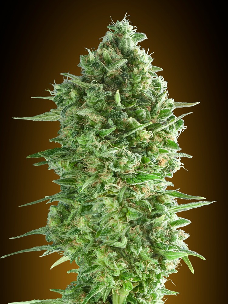 Do-si-Dos Feminized