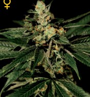 Trainwreck Feminized