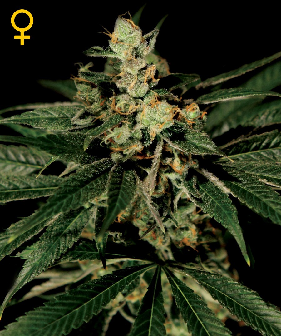 Trainwreck Feminized