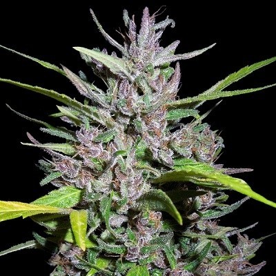 Panama Feminized