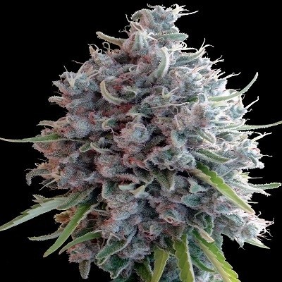 Killer Feminized