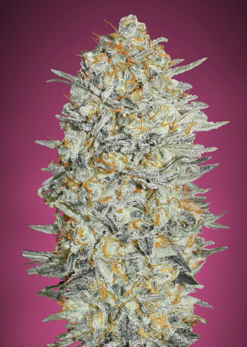 Dolato Feminized