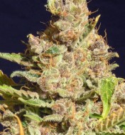 Alien Rock Candy Feminized