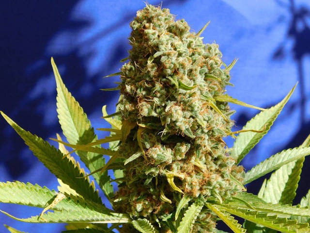 Bruce Banner Feminized