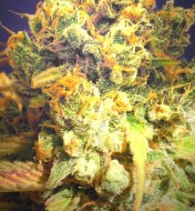 Bruce Banner 2.0 Feminized