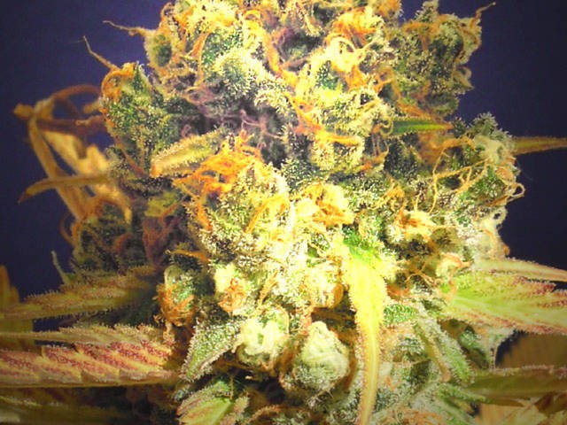 Bruce Banner 2.0 Feminized