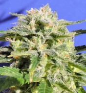 Lemonberry Haze Autoflower