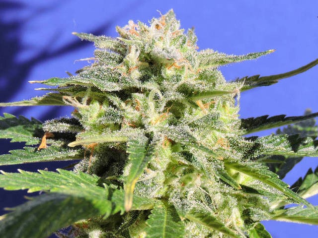 Lemonberry Haze Autoflower