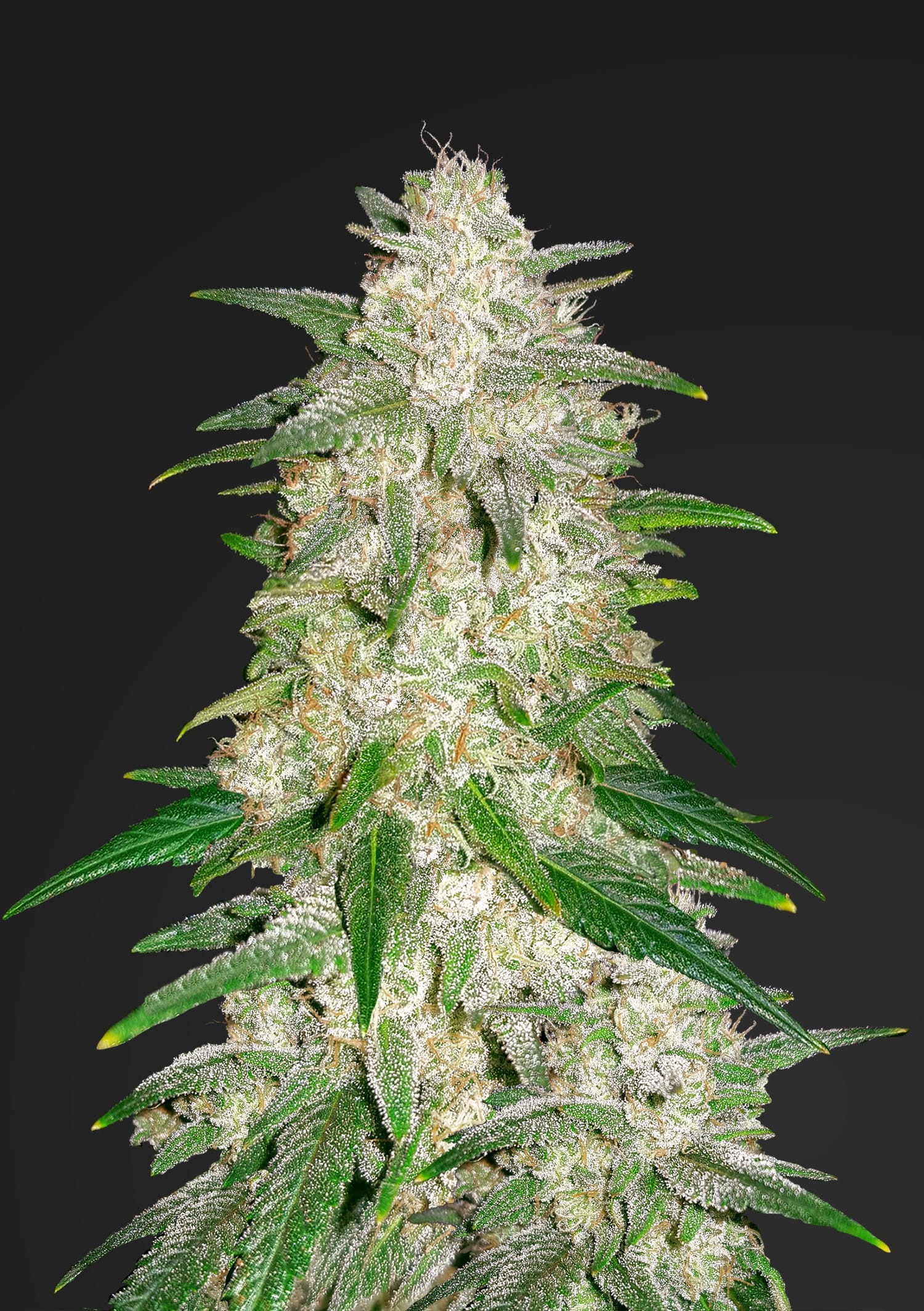 Gelato Feminized