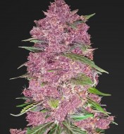Purple Lemonade Feminized