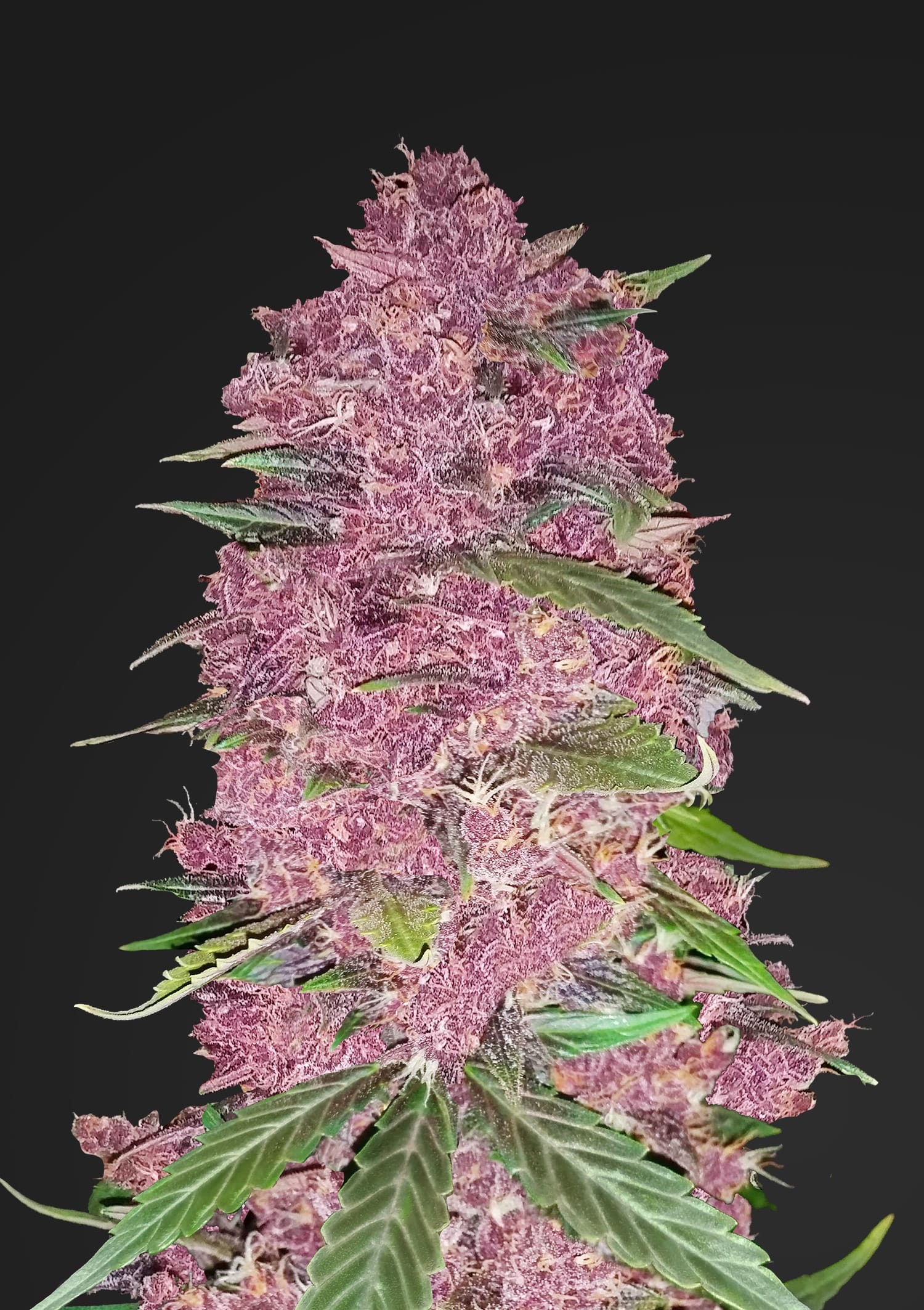 Purple Lemonade Feminized