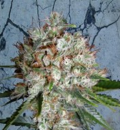 Big Bud Feminized