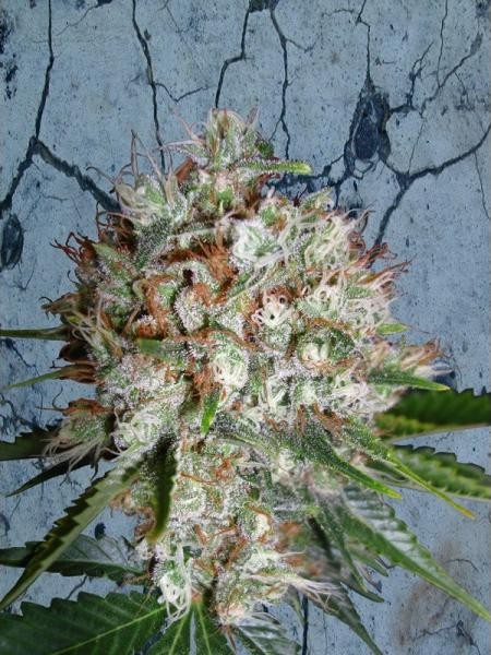 Big Bud Feminized