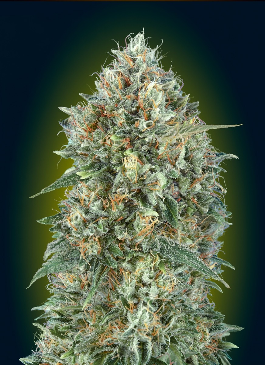 Gelato 33 Feminized