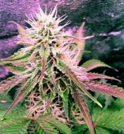 Northern Lights Regular