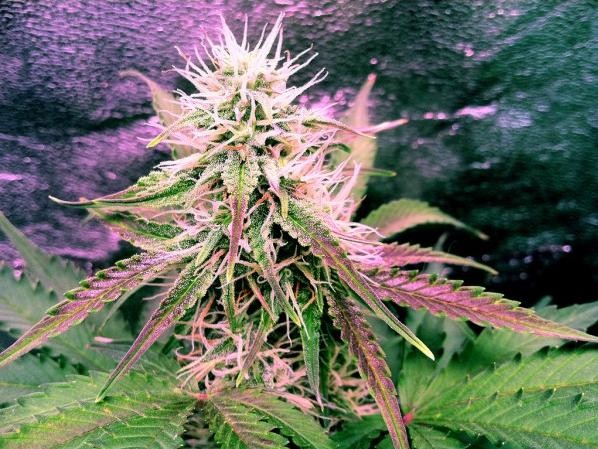 Northern Lights Regular