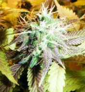 Aurora Indica Autoflower