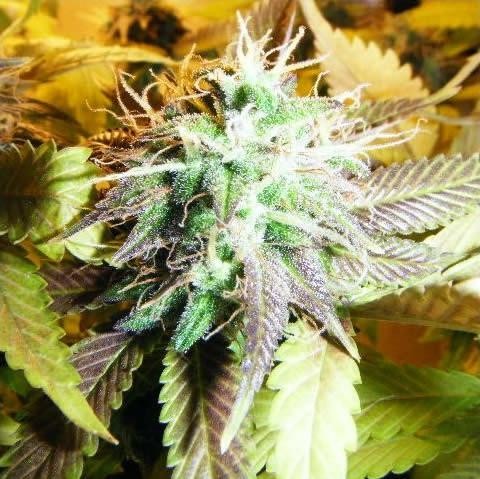 Aurora Indica Autoflower