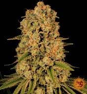 Chiquita Banana Feminized