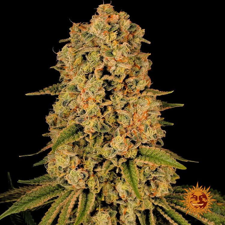 Chiquita Banana Feminized