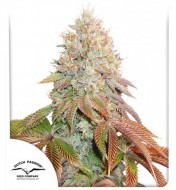Apple & Banana Feminized