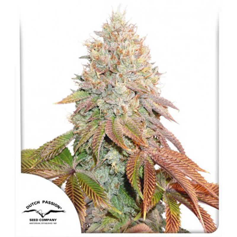 Apple & Banana Feminized