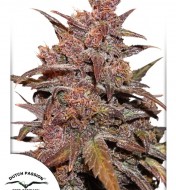 Blackberry Kush Feminized